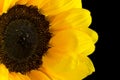 The Big yellow sunflower flower Royalty Free Stock Photo