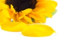 The Big yellow sunflower flower Royalty Free Stock Photo