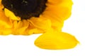 The Big yellow sunflower flower Royalty Free Stock Photo