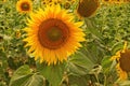 big yellow sunflower in green leaves in a field Royalty Free Stock Photo