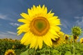Big yellow sunflower head Royalty Free Stock Photo