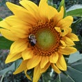 Big yellow sunflower Helianthus annus with bumble bee Bombus spp.