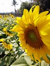 The big yellow sunflower in the field Royalty Free Stock Photo