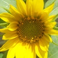 A big yellow sunflower in total bloom Royalty Free Stock Photo