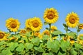 Big yellow sunflowers in the field against the blue sky. Agricultural plants closeup. Summer flowers the family Asteraceae Royalty Free Stock Photo