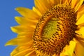 Big yellow sunflowers in the field against the blue sky. Royalty Free Stock Photo