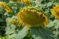 Big yellow sunflowers growing on field with ripe black seeds