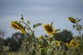 Big yellow sunflowers growing on field with ripe black seeds in sunny day Royalty Free Stock Photo