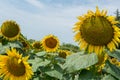 Big yellow sunflowers growing on field with ripe black seeds
