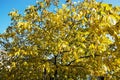 Big yellow tree, autumn scene Royalty Free Stock Photo