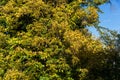 Big yellow tree in park with blue sky autumn Royalty Free Stock Photo