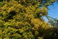 Big yellow tree in park with blue sky autumn Royalty Free Stock Photo