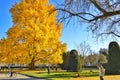 The big yellow tree