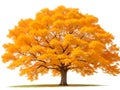 A big yellow tree on a white background Royalty Free Stock Photo