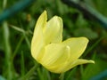 Big yellow tulip, beautiful flower