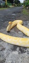 The big yelow pyton albino Royalty Free Stock Photo