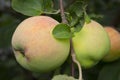 A big young apple on a branch. Close-up. Gardening, gardening. A new crop of healthy fruits, ripe sweet red-green apples growing Royalty Free Stock Photo