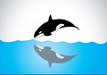 Big young happy free killer whale jumping out of ocean sea surface Royalty Free Stock Photo