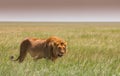 Big young lion on african savannah Royalty Free Stock Photo