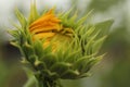 Big Young Sunflower Head Closeup Ready To Bloom. Sunflower Petals Blossom Background. Green Fresh Nature Flower Plant Background.