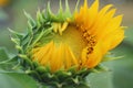 Big Young Sunflower Head Closeup Ready To Bloom. Sunflower Petals Blossom Background. Green Fresh Nature Flower Plant Background.