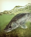 Big zander pikeperch in water habitat Royalty Free Stock Photo