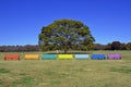 Big Zelkova and colorful benches in Showa Kinen Park