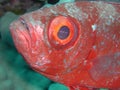 Bigeye 2