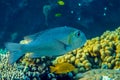 Bigeye emperor Monotaxis grandoculis - fish. Red Sea Egypt. Royalty Free Stock Photo