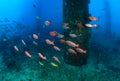 Bigeye fish around the leg of an oilrig