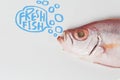 Bigeye fish isolated on white background Royalty Free Stock Photo