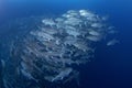 Bigeye trevally, caranx sexfasciatus, bigeye jack, great trevally