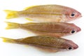 Bigeye Snapper fish isolated on white background Royalty Free Stock Photo