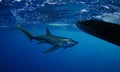 Bigeye Thresher shark swimming Royalty Free Stock Photo