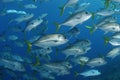 Bigeye Trevallies Royalty Free Stock Photo