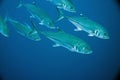 Bigeye trevally Royalty Free Stock Photo