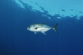 Bigeye Trevally