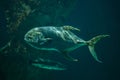 Bigeye trevally Caranx sexfasciatus