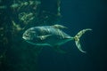 Bigeye trevally Caranx sexfasciatus