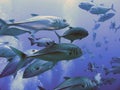 Bigeye Trevally Caranx sexfasciatus in Egypt Royalty Free Stock Photo