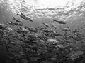 Bigeye trevally, Caranx sexfasciatus. Misool, Raja Ampat, Indonesia Royalty Free Stock Photo