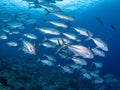 Bigeye trevally, Caranx sexfasciatus. Misool, Raja Ampat, Indonesia Royalty Free Stock Photo