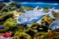 Bigeye trevally bigeye jack, great trevally Caranx sexfasciatus coral reef fish underwater Royalty Free Stock Photo