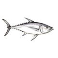 High Quality Albacore Tuna Illustration In Silver Style