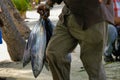 Bigeye tunas on the fish market on Maafushi Island Maldives