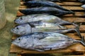 Bigeye tunas on the wood palette on the fish market on Maafushi Island Maldives