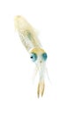 Bigfin Reef Squid Royalty Free Stock Photo