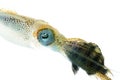 Bigfin Reef Squid Royalty Free Stock Photo