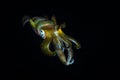 Bigfin Reef Squid in Dark Water