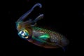 Bigfin Reef Squid Hovering at Night in Black Water